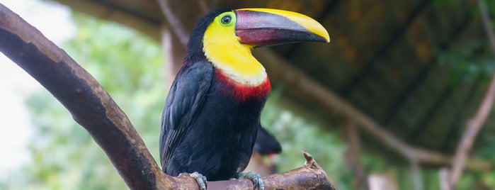 La Paz Waterfall Gardens Aviary is one of Various.