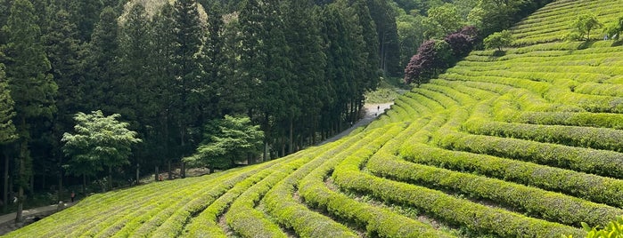 Boseong Dawon Green Tea Field is one of 가자_남쪽.