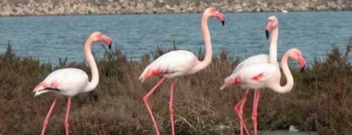 Flamingo Gozlem Evi (acigol) is one of Tempat yang Disukai Dr.Gökhan.