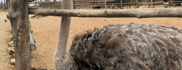 Aruba Ostrich Farm is one of Lugares favoritos de James.