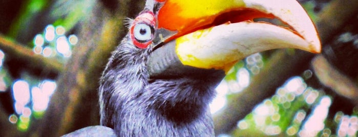Kuala Lumpur Bird Park is one of Top 20 Places Must Visit in Kuala Lumpur.