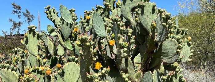 Desert Wildflower Loop Trail is one of Arizona.