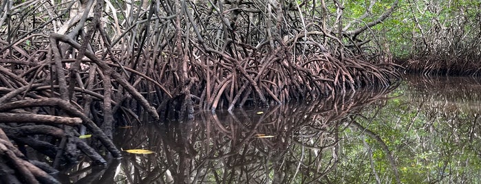 Mangrove Forest, Nusa Lembongan is one of Bali.
