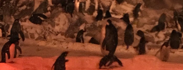 Penguin Encounter is one of สถานที่ที่ Lau ถูกใจ.