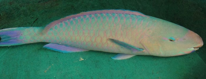 Fish and Seafood Market is one of Phuket.