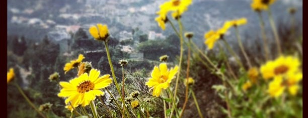 Runyon Canyon Park is one of TOP LA HOT SPOTS.