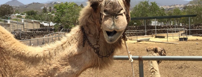 Camel Park is one of been here!.