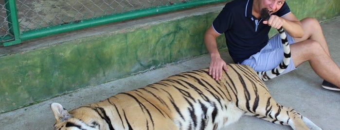 Tiger Kingdom is one of สถานที่ที่ Marcello ถูกใจ.