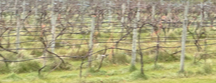 Falconer Vineyards is one of Minnesota Winerys.