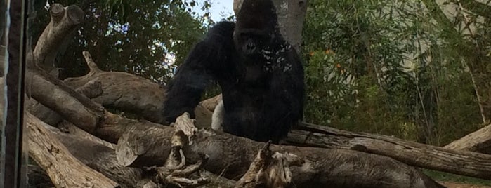 San Diego Zoo is one of Guillermoさんのお気に入りスポット.