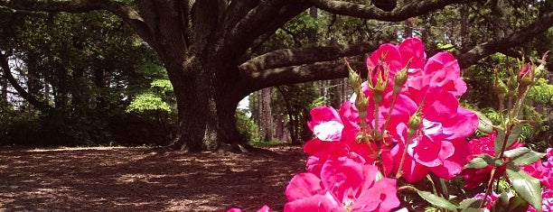 Hoggard Lawn is one of UNCW Campus Tour.
