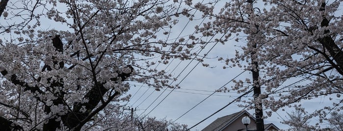 伊豆高原 桜並木 is one of Road to IZU.