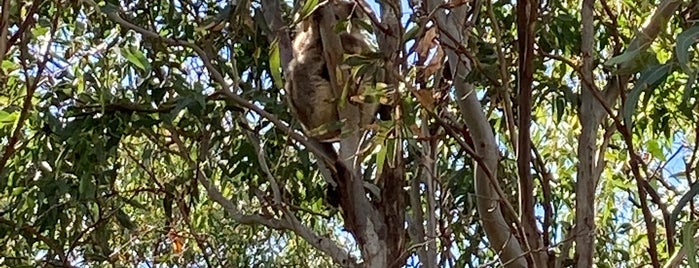 Raymond Island Koala Track is one of Katrijn'in Beğendiği Mekanlar.