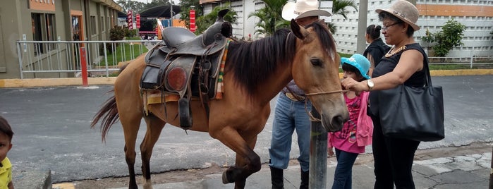 Horse Power (Alba Petroleos) is one of trabajo.