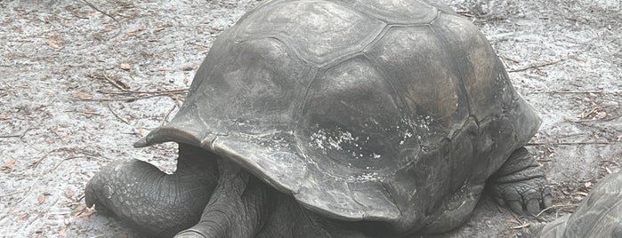 Aldabra Tortoise Habitat is one of Busch Gardens Tampa.