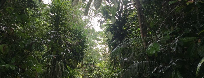 Amazon Forest is one of สถานที่ที่บันทึกไว้ของ Jaye.