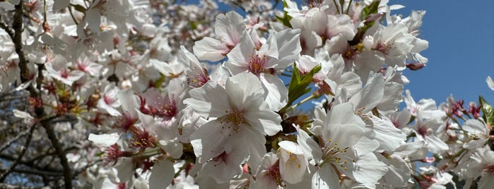 Oi Futo Chuo Kaihin Park is one of 東京の公園50.