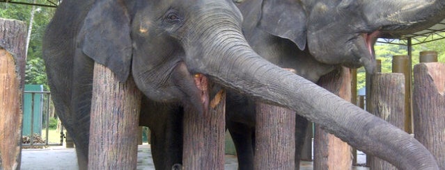 Kuala Gandah Elephant Sanctuary is one of Куалу Лумпур.