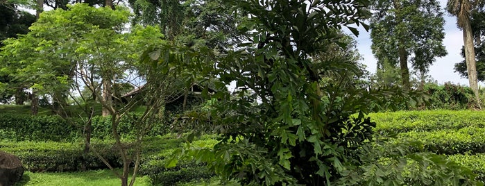 Tea corner Gunung Mas is one of Lugares favoritos de Hendra.