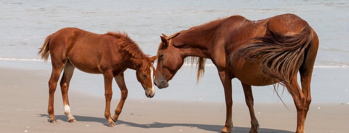 Wild Horse Adventure Tours is one of OBX places to visit.