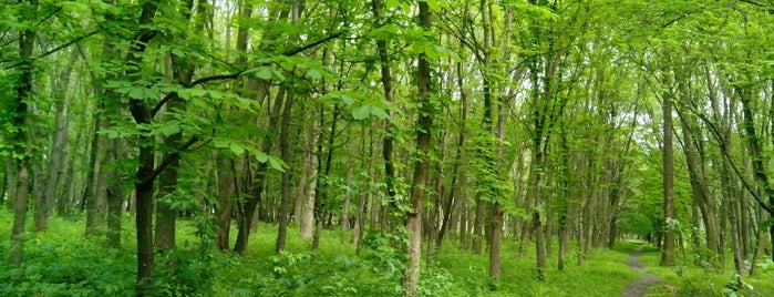 Скнилівський парк is one of Tempat yang Disukai Olesya.