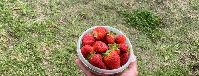 Red Berry Farm is one of South Africa.