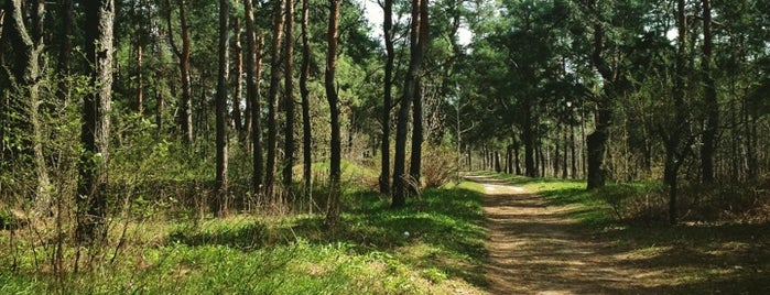 Красивый Лес is one of Tempat yang Disukai Kesia.