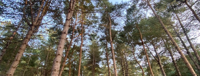 Rendlesham Forest is one of England.