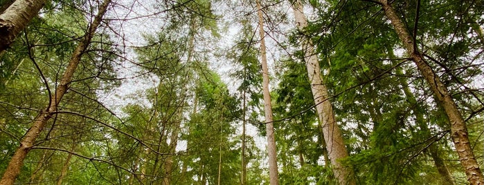 Thetford Forest is one of Norfolk places to visit.