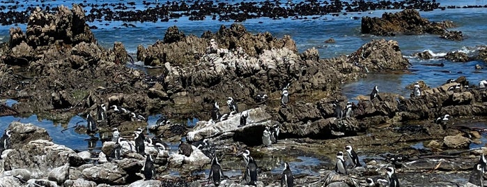 Stony Point Penguin Colony is one of Locais curtidos por Sabrina.