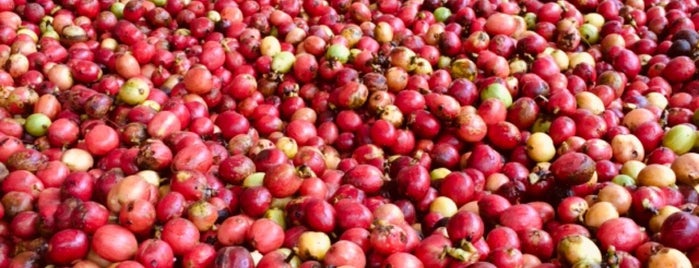 Coffee Plantation (Kopi-Oseng) is one of Java / Indonesien.