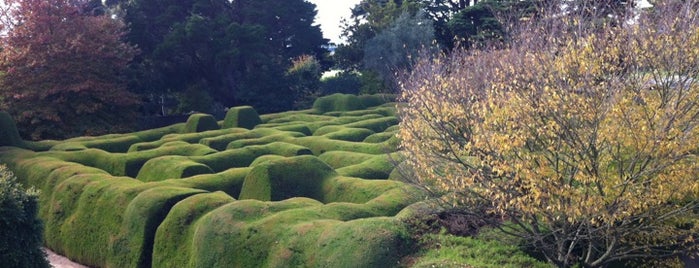 Ashcombe Maze & Lavender Gardens is one of See Mei : понравившиеся места.