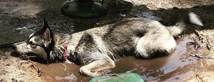 Daffin Park Dog Park is one of The Next Big Thing.