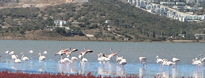 Tuzla Sulak Alanı is one of Kamp.