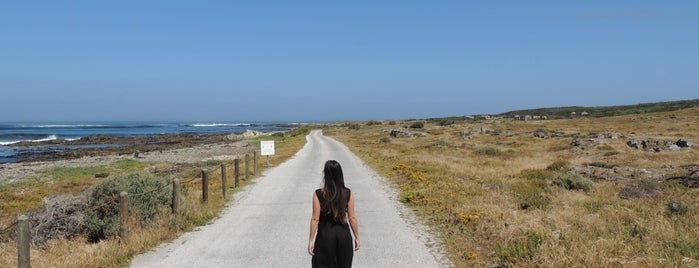 Robben Island Penguin Point is one of Tempat yang Disukai Ju.