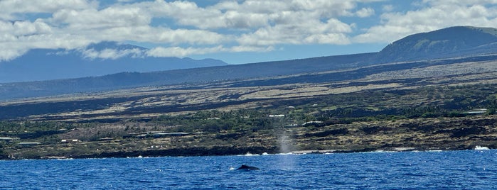 Makalawena Beach is one of Humuhumunukunukuapua'a.