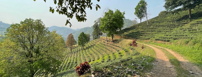 Wang Pud Tarn, Tea Plantation is one of Thailand.