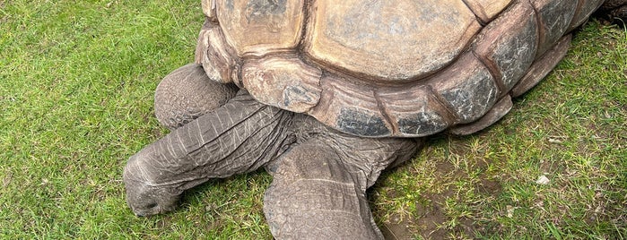 Twycross Zoo is one of UK Zoo's.