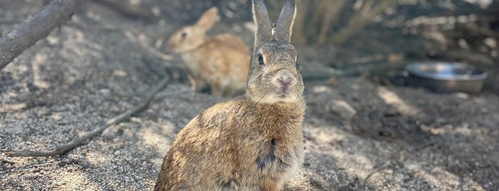 Ōkunoshima is one of Japan.