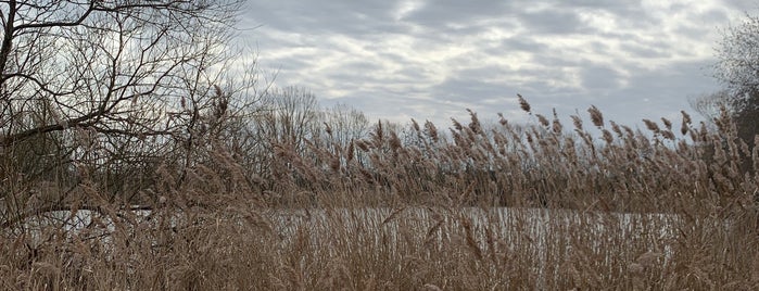 Bedfont Lakes Country Park is one of to do.