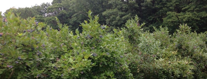 Blueberry Patch is one of RV vacation.