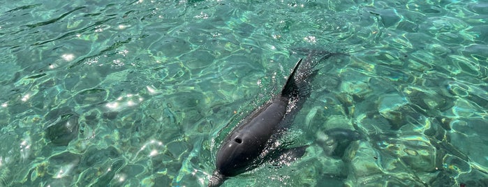 Dolphin Encounter is one of Honeymoon Trip.
