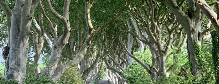 The Dark Hedges is one of Carlo’s Liked Places.