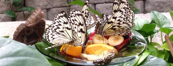 Butterfly Palace & Rainforest Adventure is one of สถานที่ที่ Lizzie ถูกใจ.