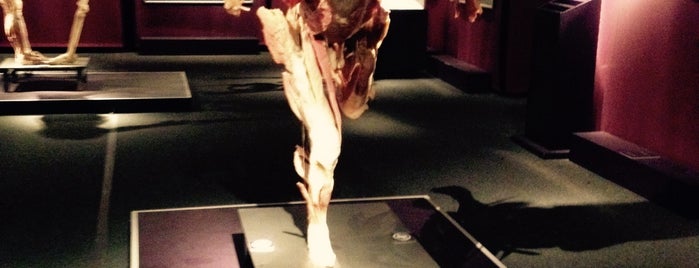 The Human Body Exhibition is one of Tempat yang Disukai Ayşe Nur.