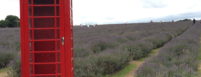 Mayfield Lavender Farm is one of Lee’s Liked Places.