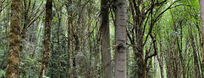 Marquam Trail is one of All Things Atumnal.