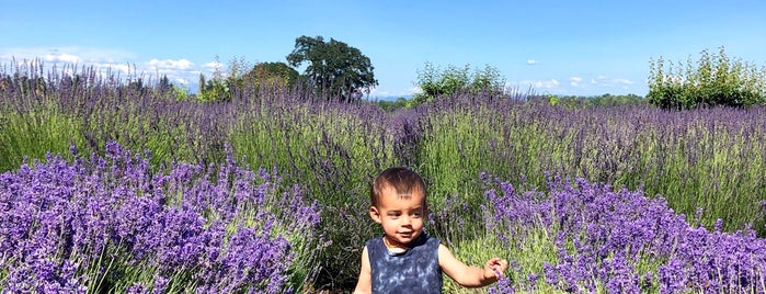 Sauvie Island Lavendar Farms is one of Stuff To See-Do.