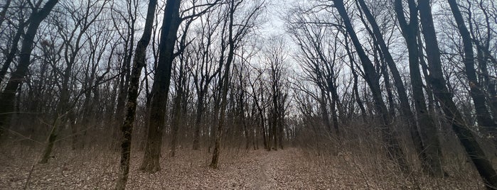 Pădurea Andronache is one of bucharest.