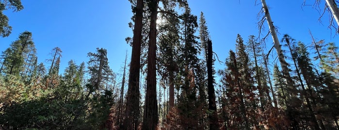Mariposa Grove of Giant Sequoias is one of USA Westküste.
